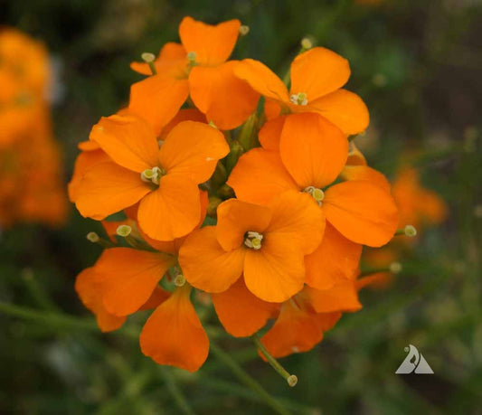Summer Carnival Orange