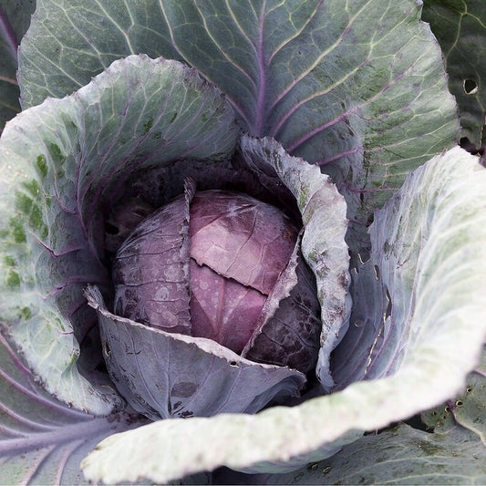 Summer Red cabbage 'Ruphus'