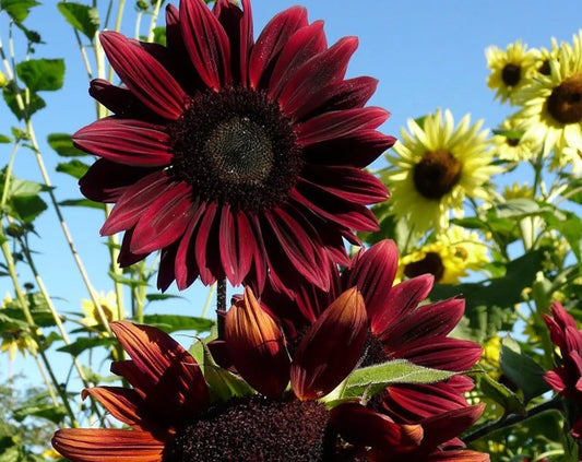 Sunflower 'Chocolate'