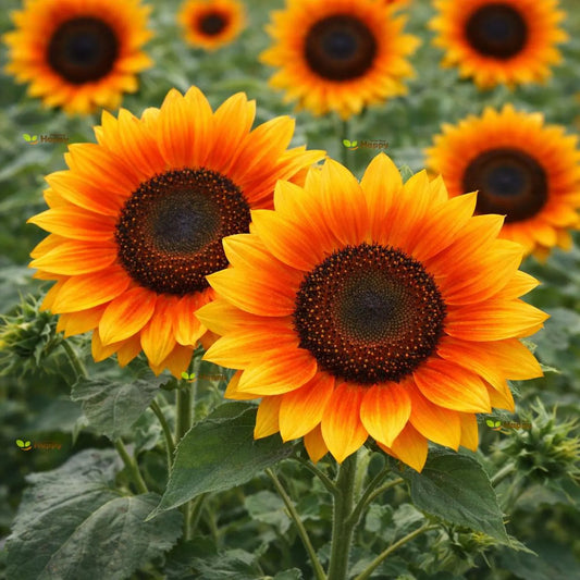 Cut Sunflower `F1 Splendor Orange