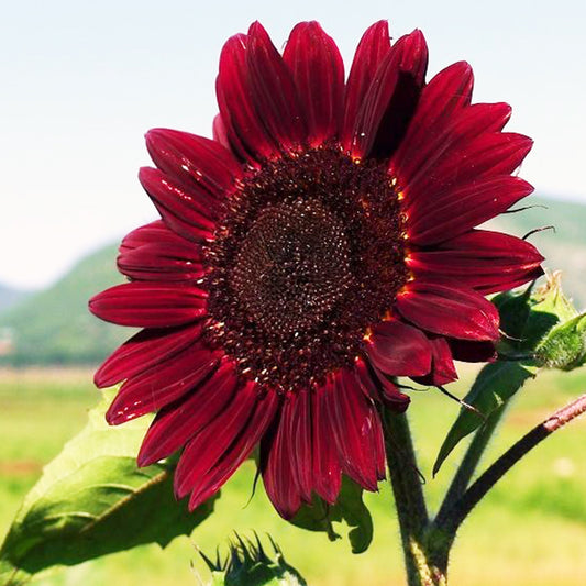 Sunflower 'Moulin rouge'