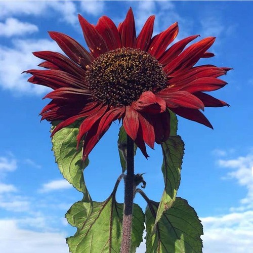 Sunflower tall 'Red sun'