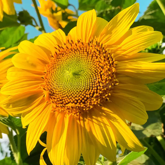 Sunflower tall 'Summer beauty'
