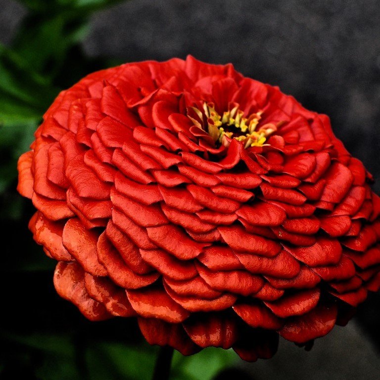 Super Yoga Dark Red Zinnia