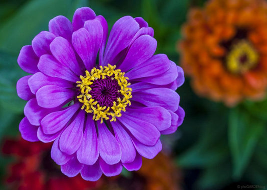 Super Yoga Elegans Purple Zinnia