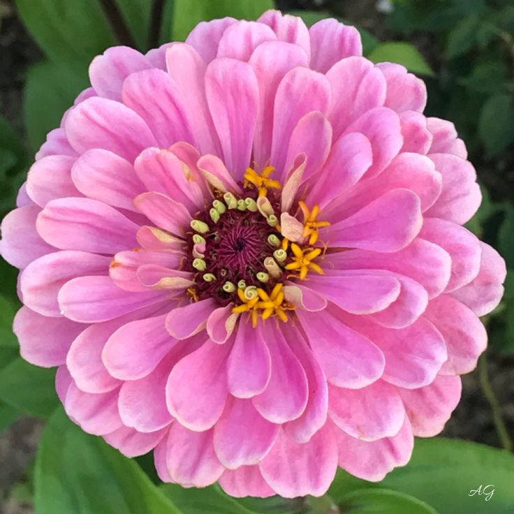 Super Yoga Rose Zinnia