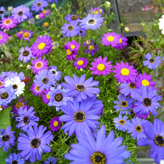 Swan river daisy Mixed