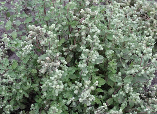 البردقوش الحلو