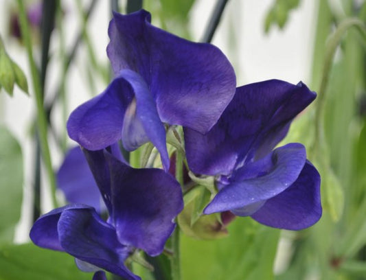 Sweet Pea Dwarf - Navy Blue