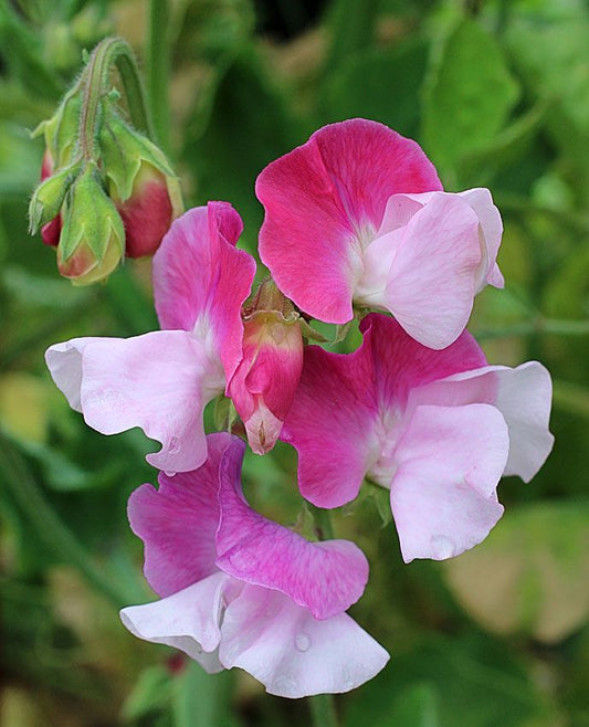 Sweet Pea Perfume 'Promise'