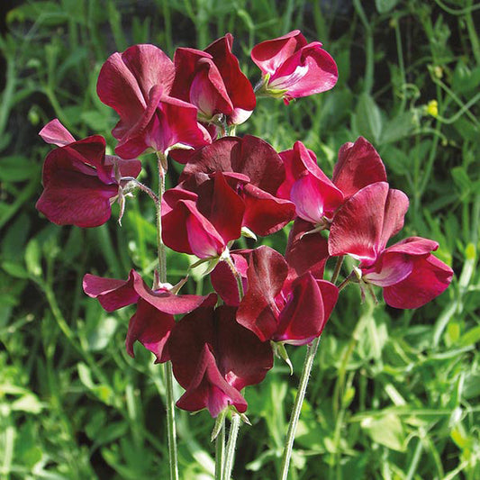 Sweet Pea "Philip Miller Red"
