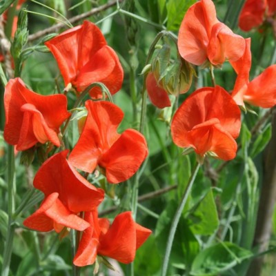 Sweet Pea 'Prince of Orange'