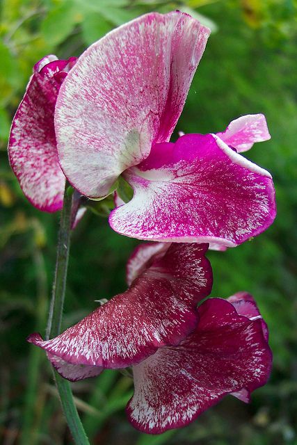 Sweet Pea 'Ripple' Mixed