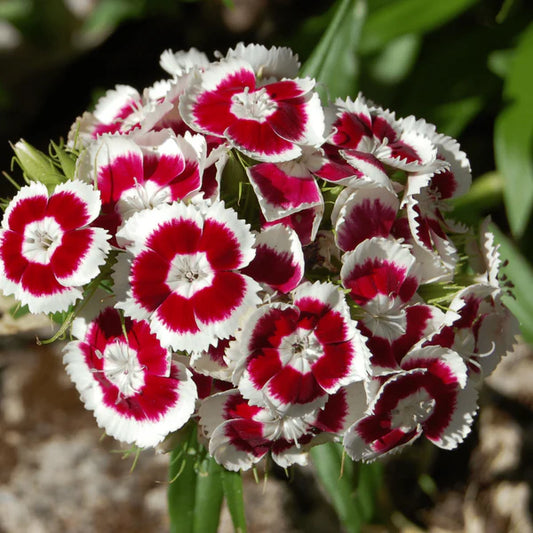 Sweet William 'Holborn Glory'