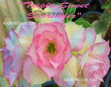 Adenium Obesum Triple Sweet Surrender