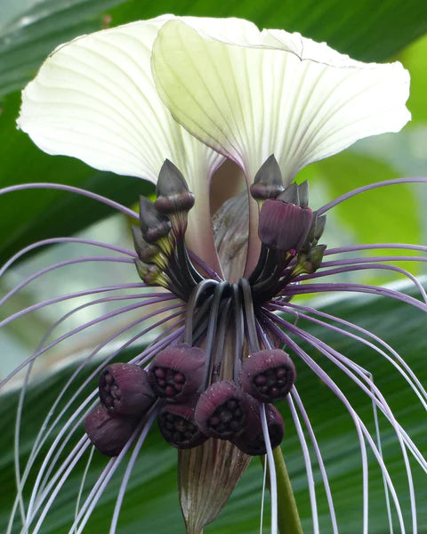 Tacca nivea white bat flower