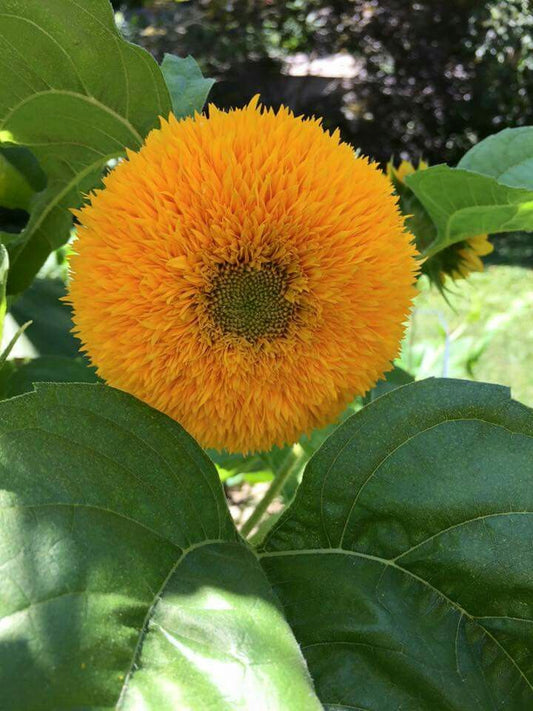 Teddy Bear Sunflower