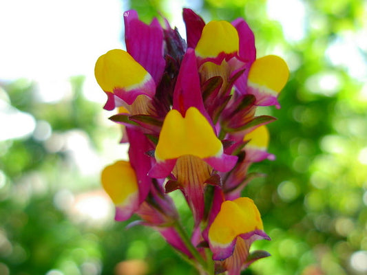 Toadflax - Baby Snapdragon 'Spanish Dancer'