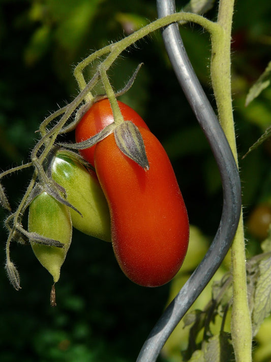 Tomato Scatolone 3