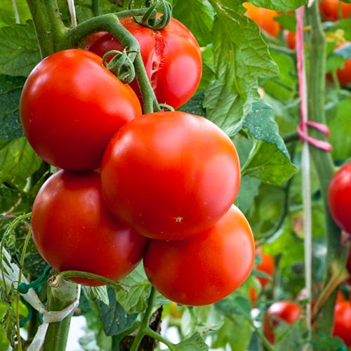 Tomato 'ACE 55 VF'