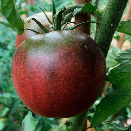 Tomato 'Black prince'