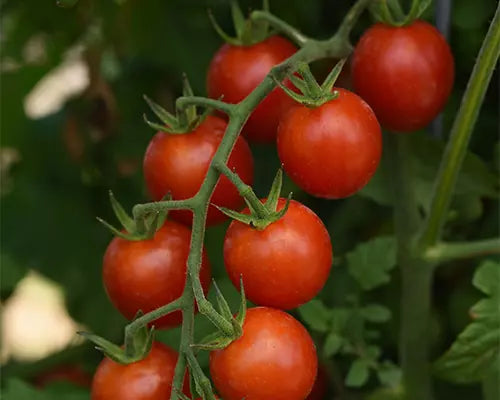 Tomato 'Herodes'