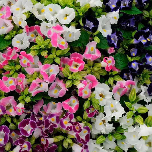 Torenia `Wishbone flower` mix