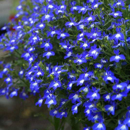 Trailing Lobelia Blue White
