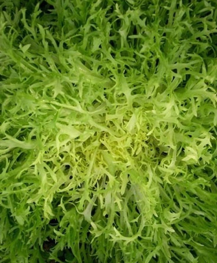 Tres Fine Maraichere Endive