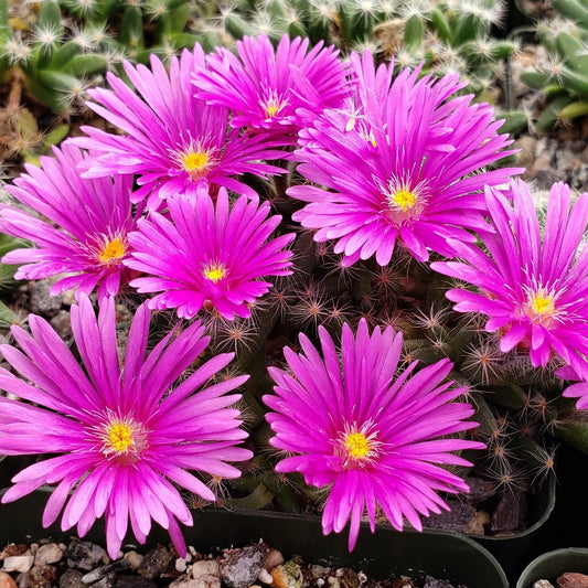 Trichodiadema Densum