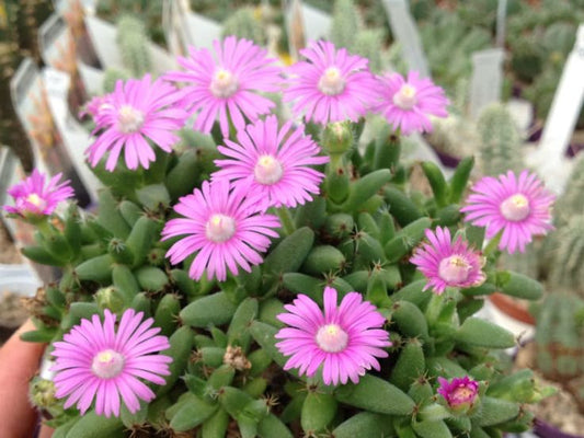 Trichodiadema Marlothii