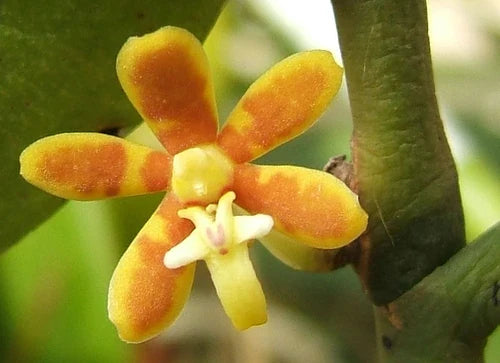 Trichoglottis Cirrhifer