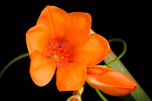 Tritonia deusta