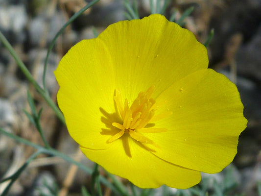 Tufted Poppy 'Sundew' yellow