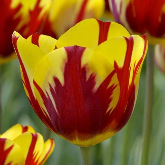 Tulip Helmar