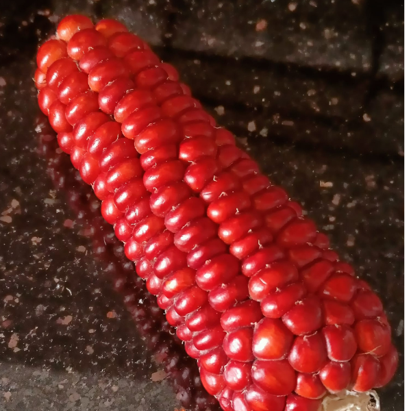 Astaneate Red Corn
