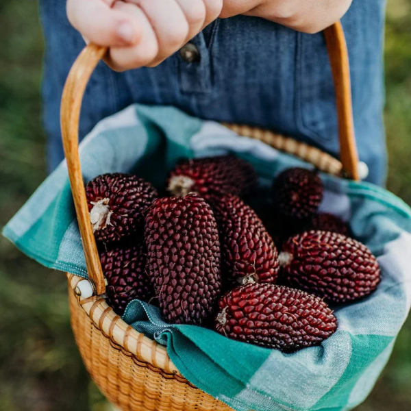 Strawberry Corn