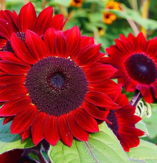 Velvet Queen Sunflower