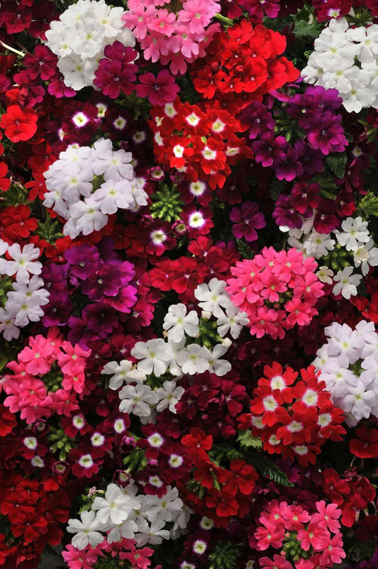Vibrant assorted colors of Garden Verbena flowers blooming densely.