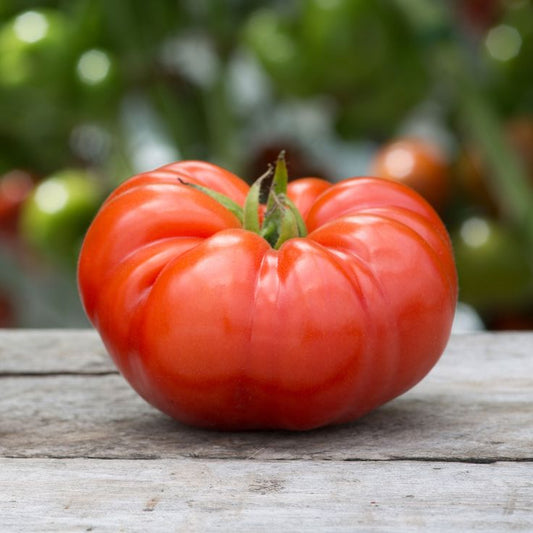 Village Tomato