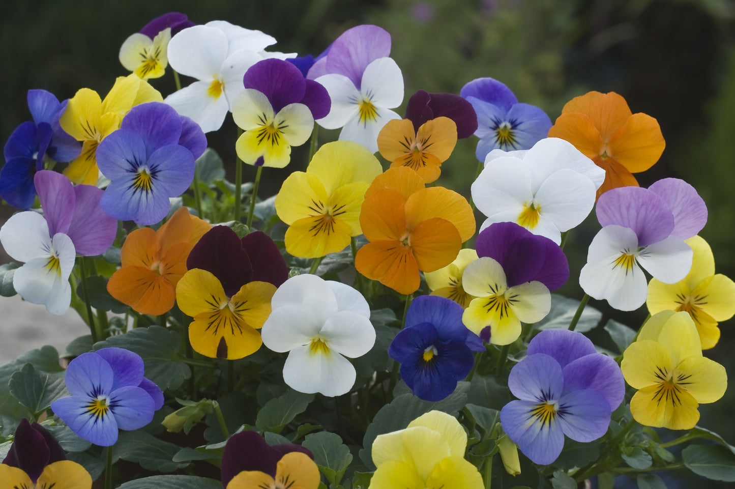 Viola 'Scotch Hybrids' mixed