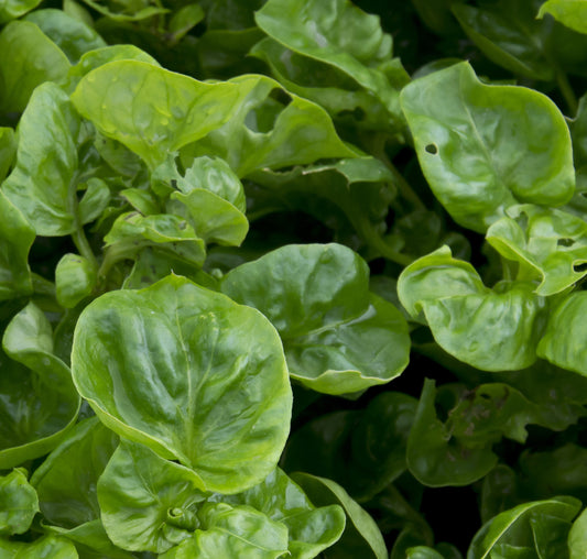 Watercress - Nastartium officeinale