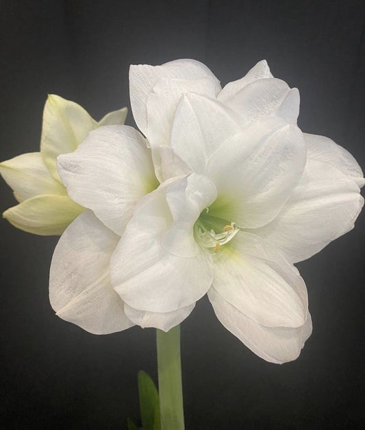 White Amaryllis