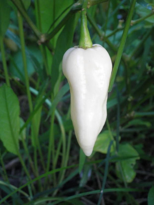 White Bhut Jolokia Pepper