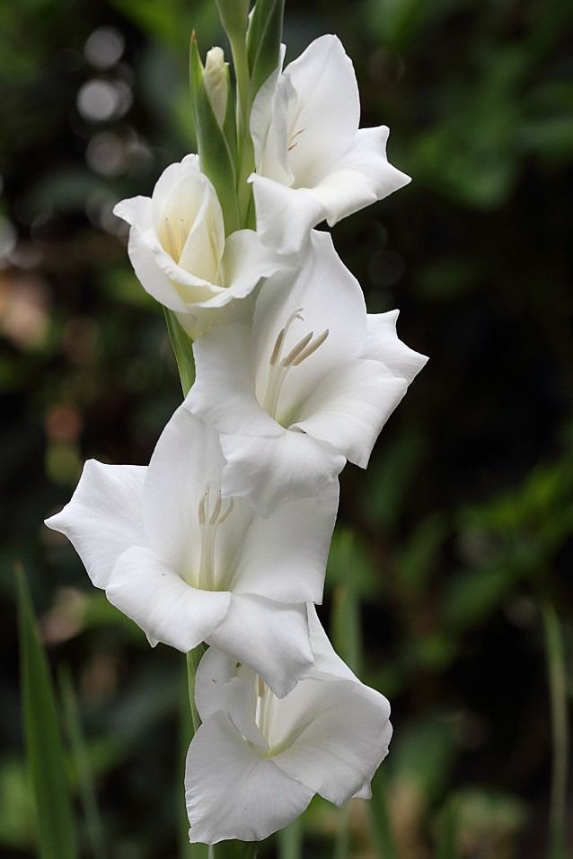 White Gladiolus
