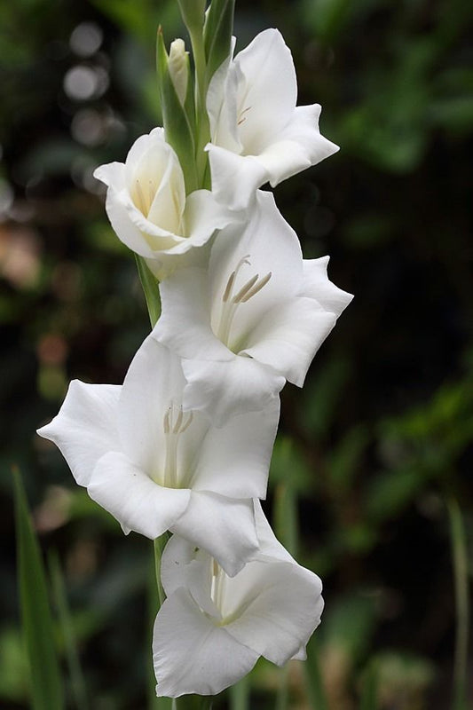 White Gladiolus