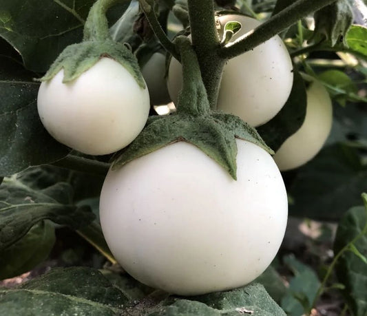 White Large Ball Eggplant