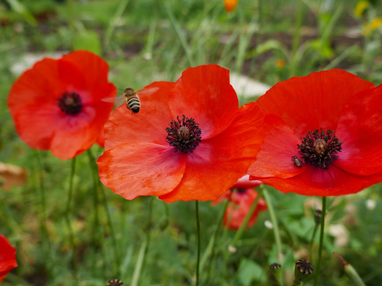 Wild Poppy red