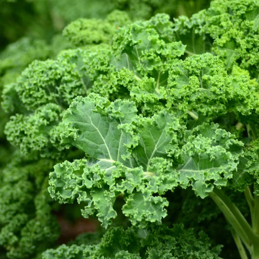 Winter Kale