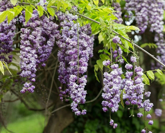 Wisteria sinensis